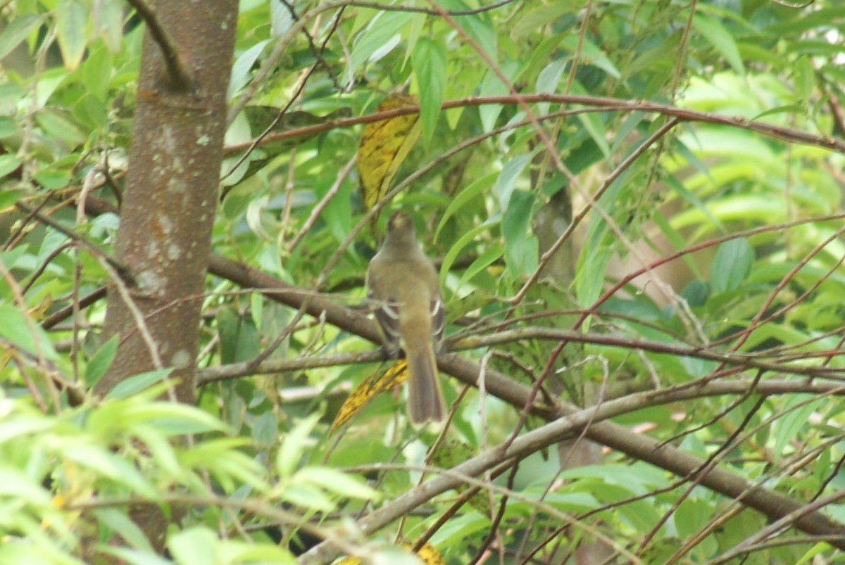 Yellow-bellied Elaenia - ML638757472