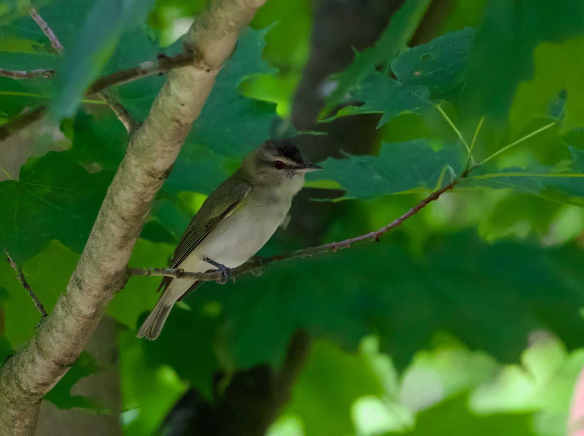 Red-eyed Vireo - ML638757488