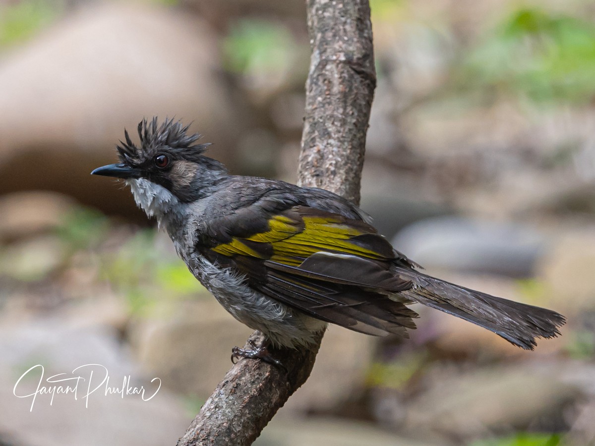 Ashy Bulbul - ML638757490