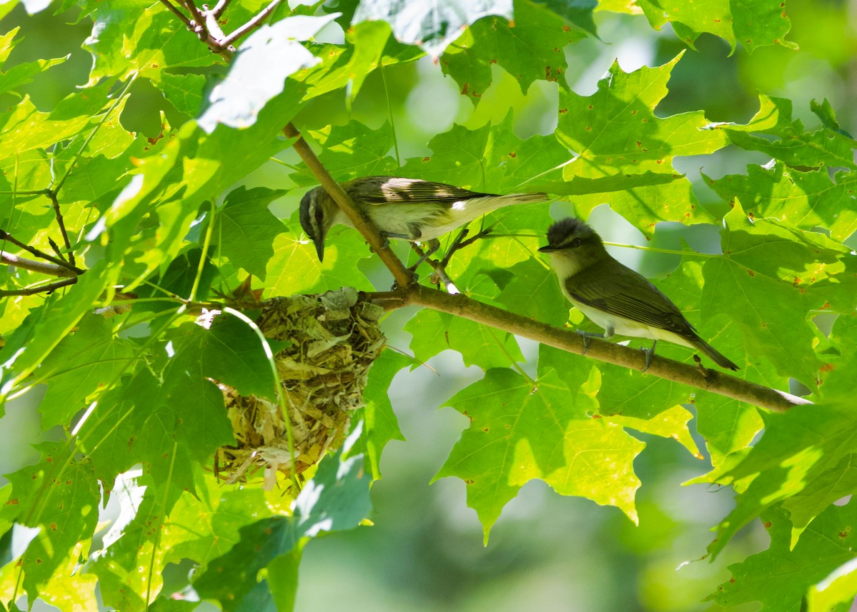 Red-eyed Vireo - ML638757491