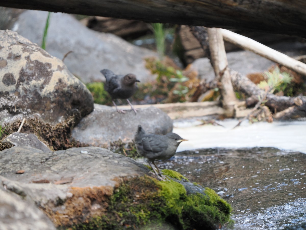 American Dipper - ML638757507