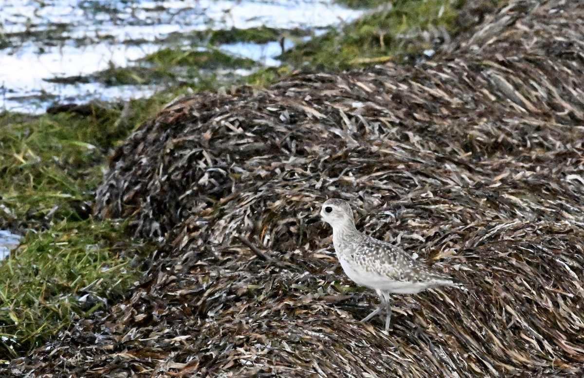 Black-bellied Plover - ML638757519