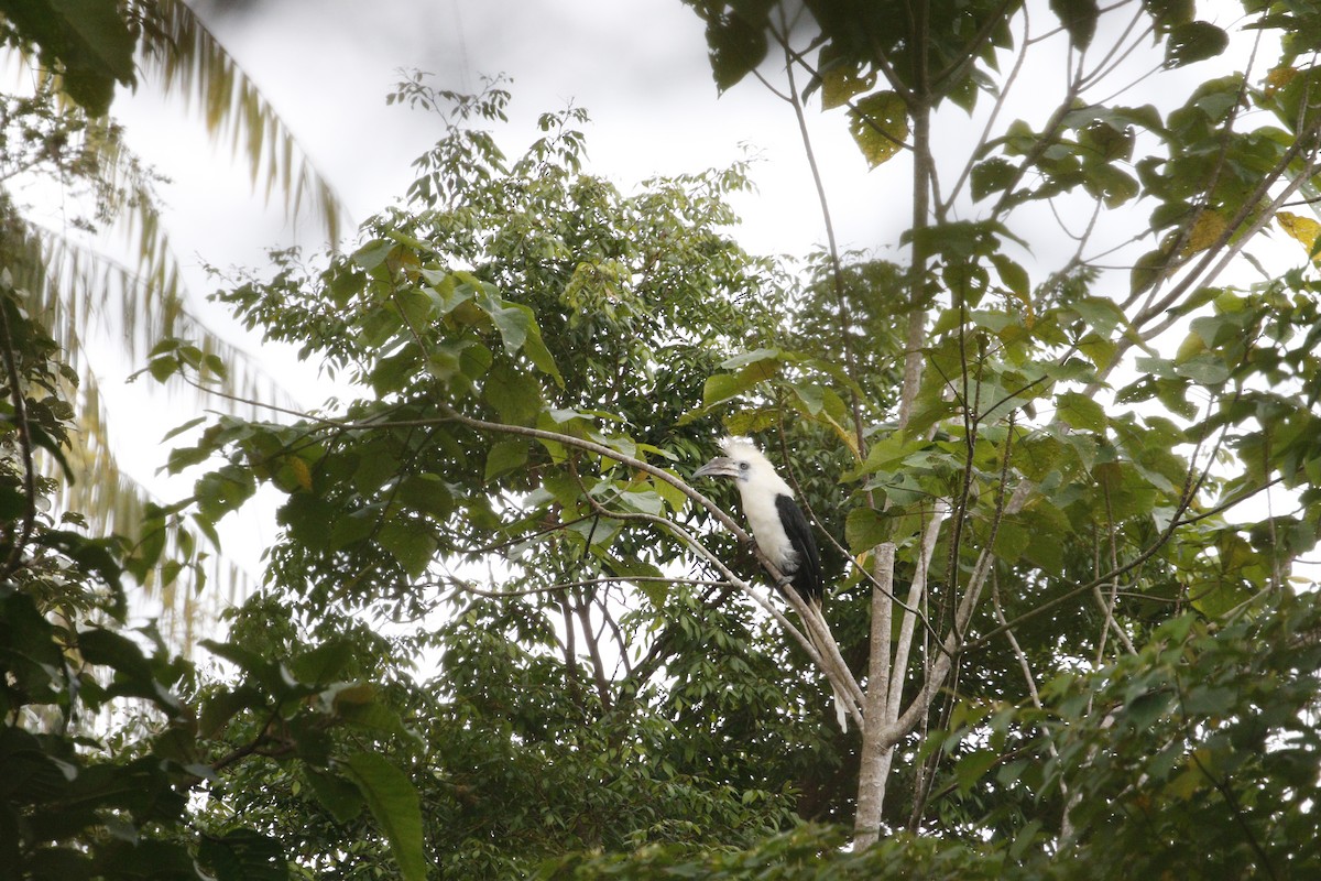 White-crowned Hornbill - ML638757530