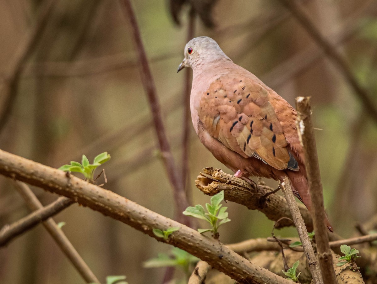 Ruddy Ground Dove - ML638757531