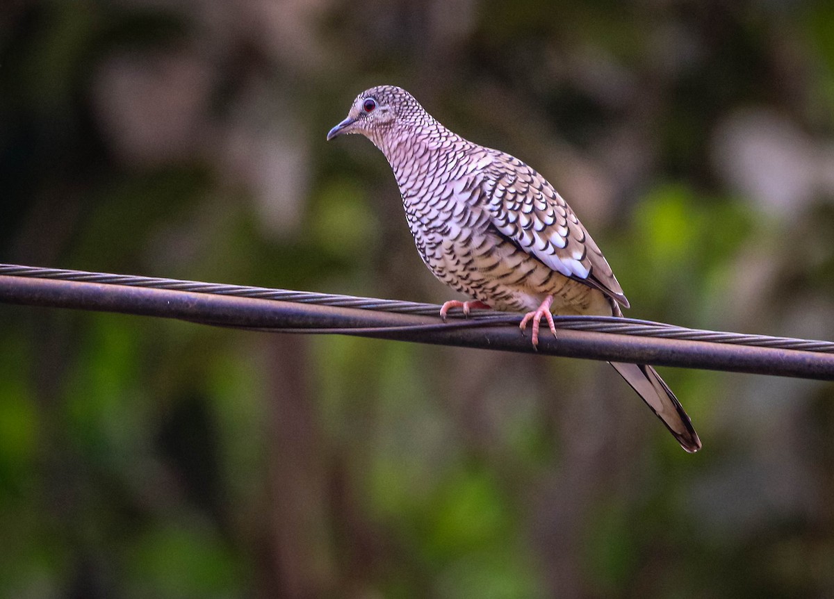 Scaled Dove - ML638757534