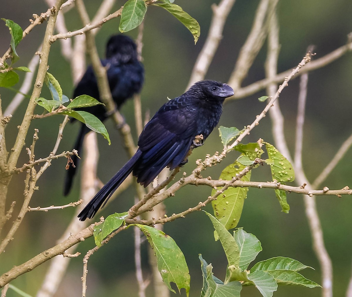 Smooth-billed Ani - ML638757539