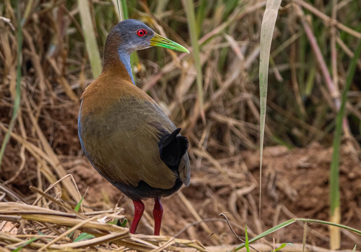 Slaty-breasted Wood-Rail - ML638757540