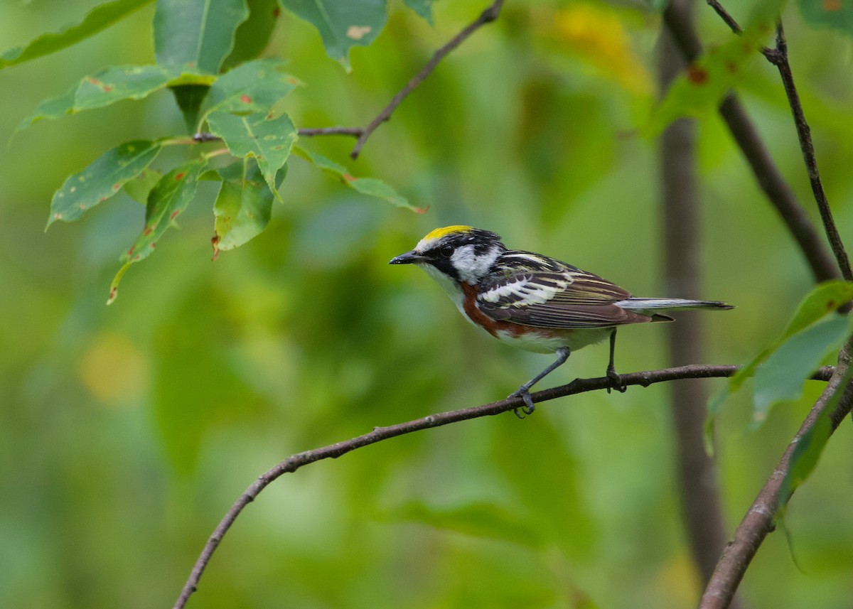 Chestnut-sided Warbler - ML638757542