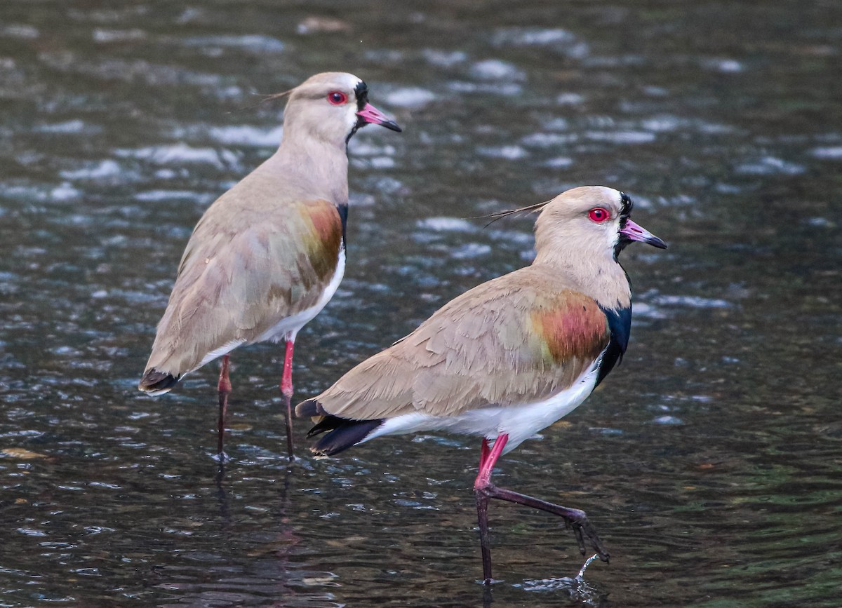 Southern Lapwing - ML638757543