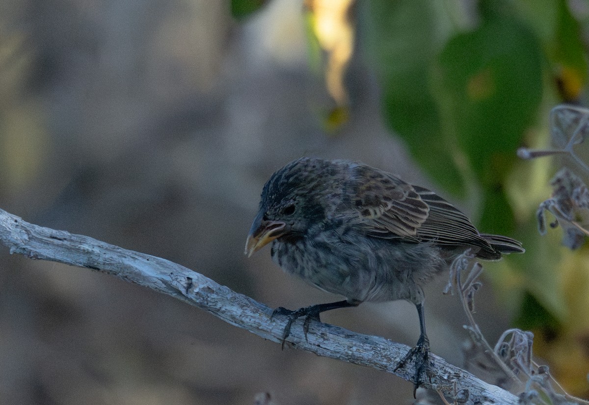 Common Cactus-Finch - ML638757548