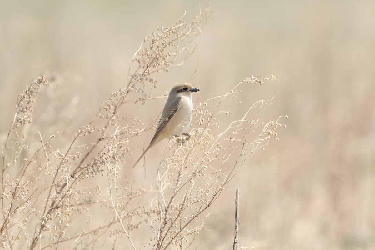Antzandobi isabeldarra (isabellinus) - ML638757549