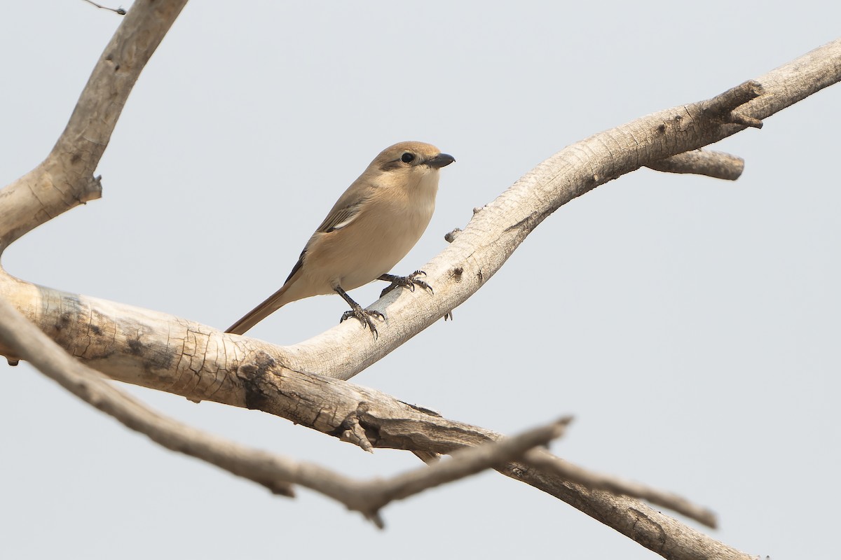 Antzandobi isabeldarra (isabellinus) - ML638757550
