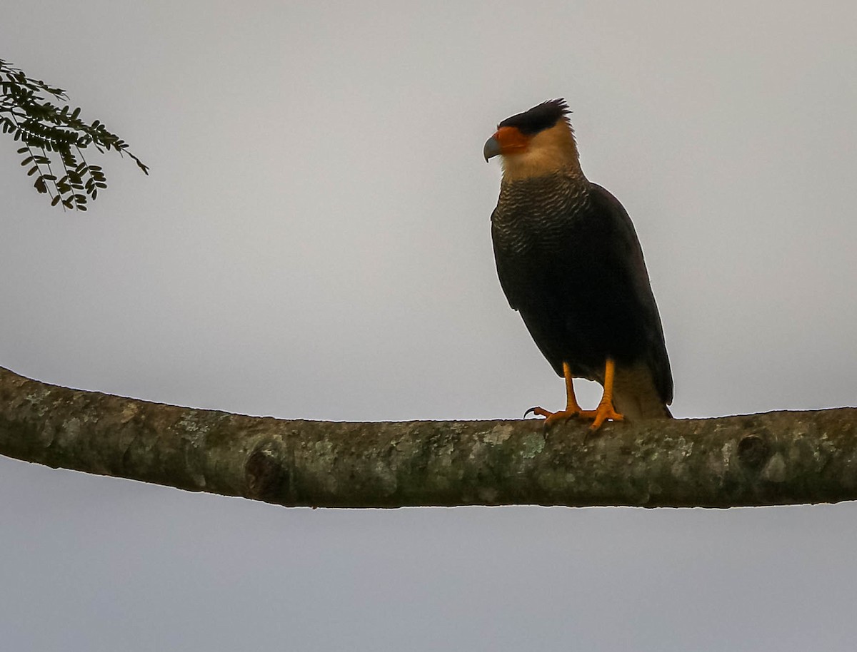 Crested Caracara - ML638757551