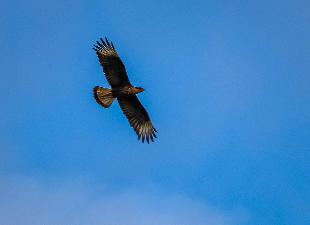 Crested Caracara - ML638757552