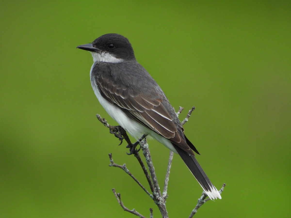 Eastern Kingbird - ML638757554