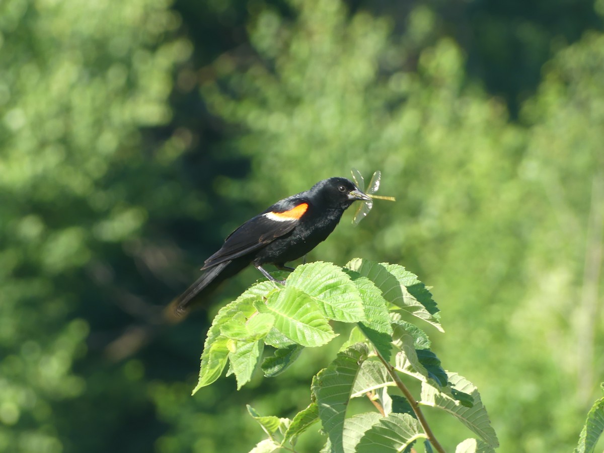 Red-winged Blackbird (Red-winged) - ML638757556