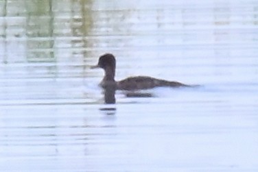 Anatidae sp. - ML638757595