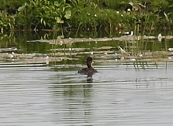 Anatidae sp. - ML638757596
