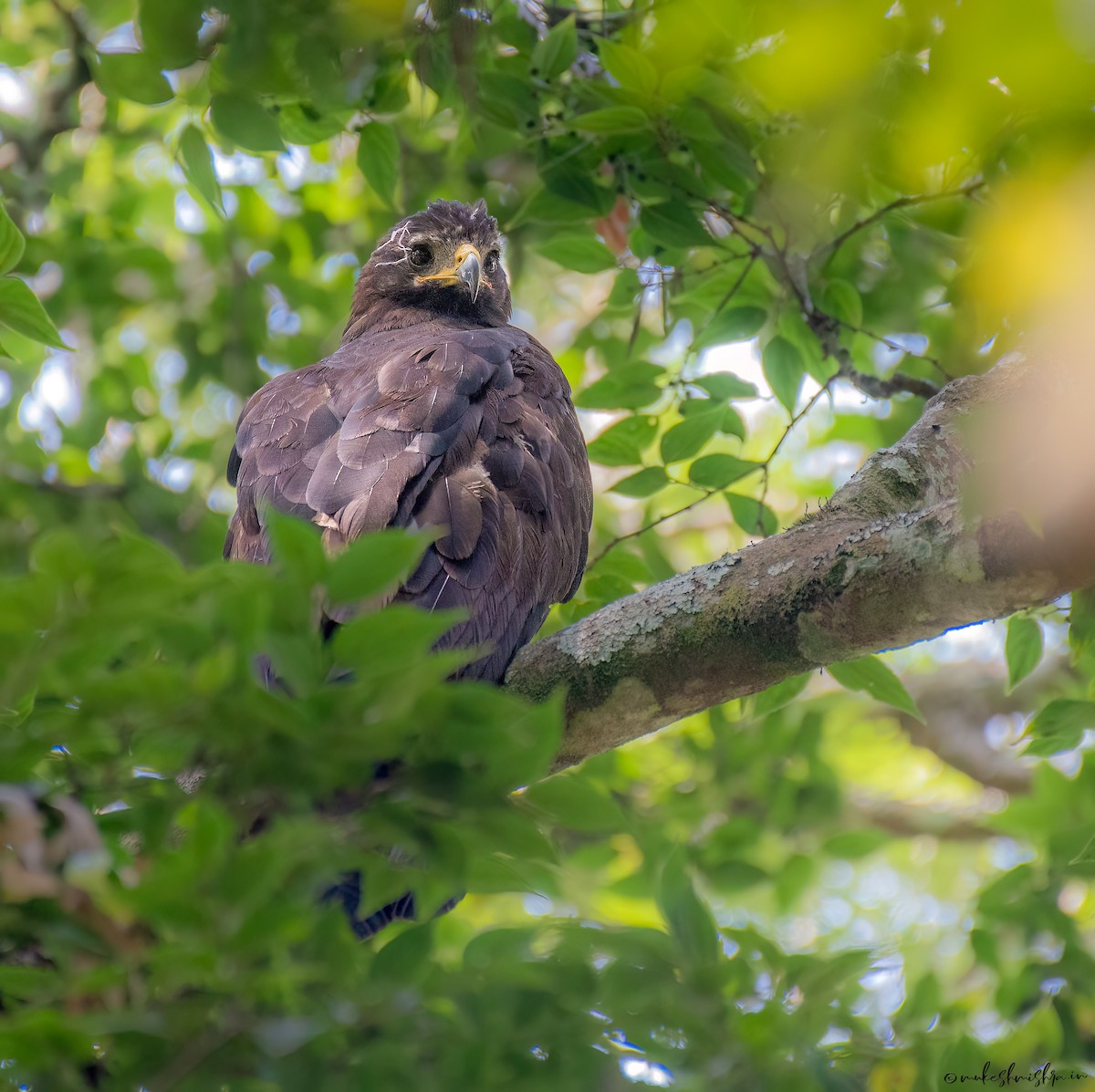 Black Eagle - ML638757613
