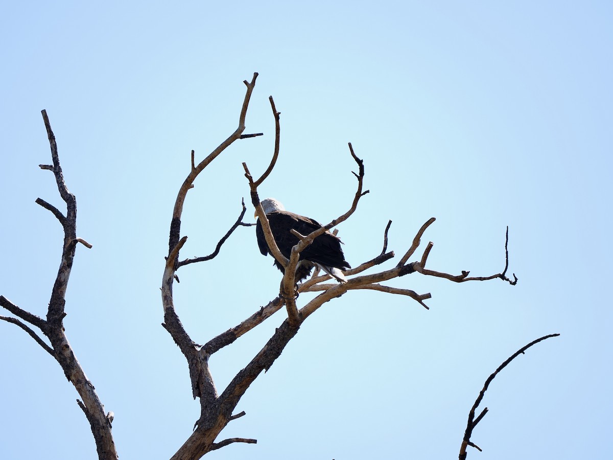 Bald Eagle - ML638757648