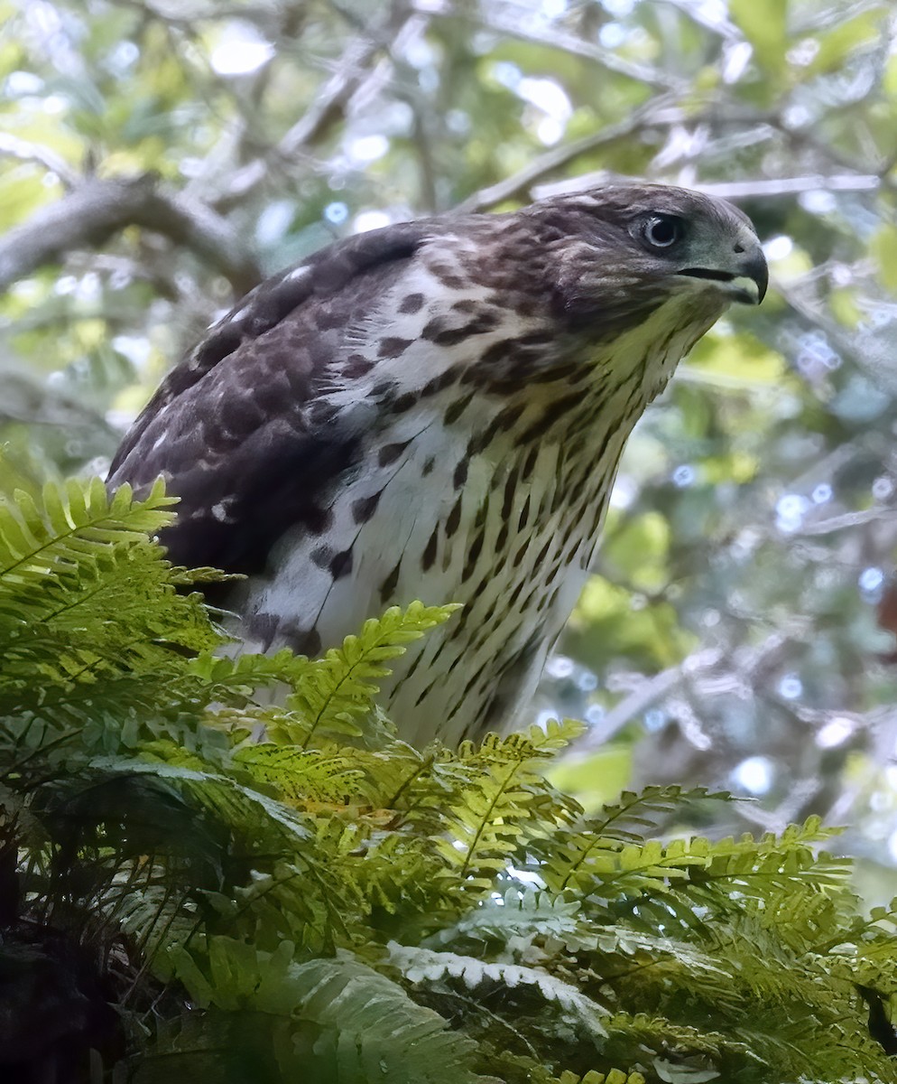 Cooper's Hawk - ML638757690