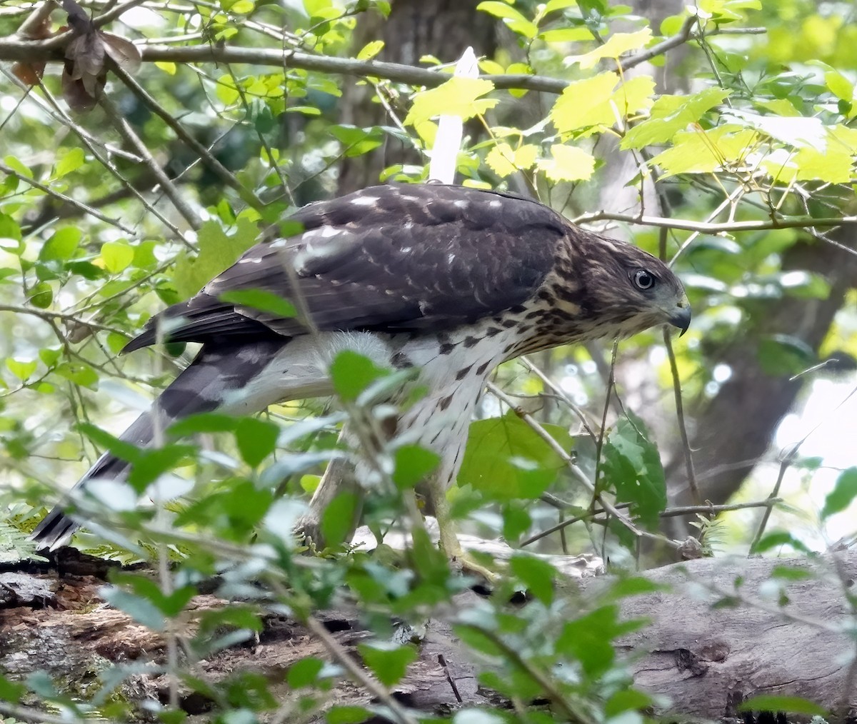 Cooper's Hawk - ML638757691