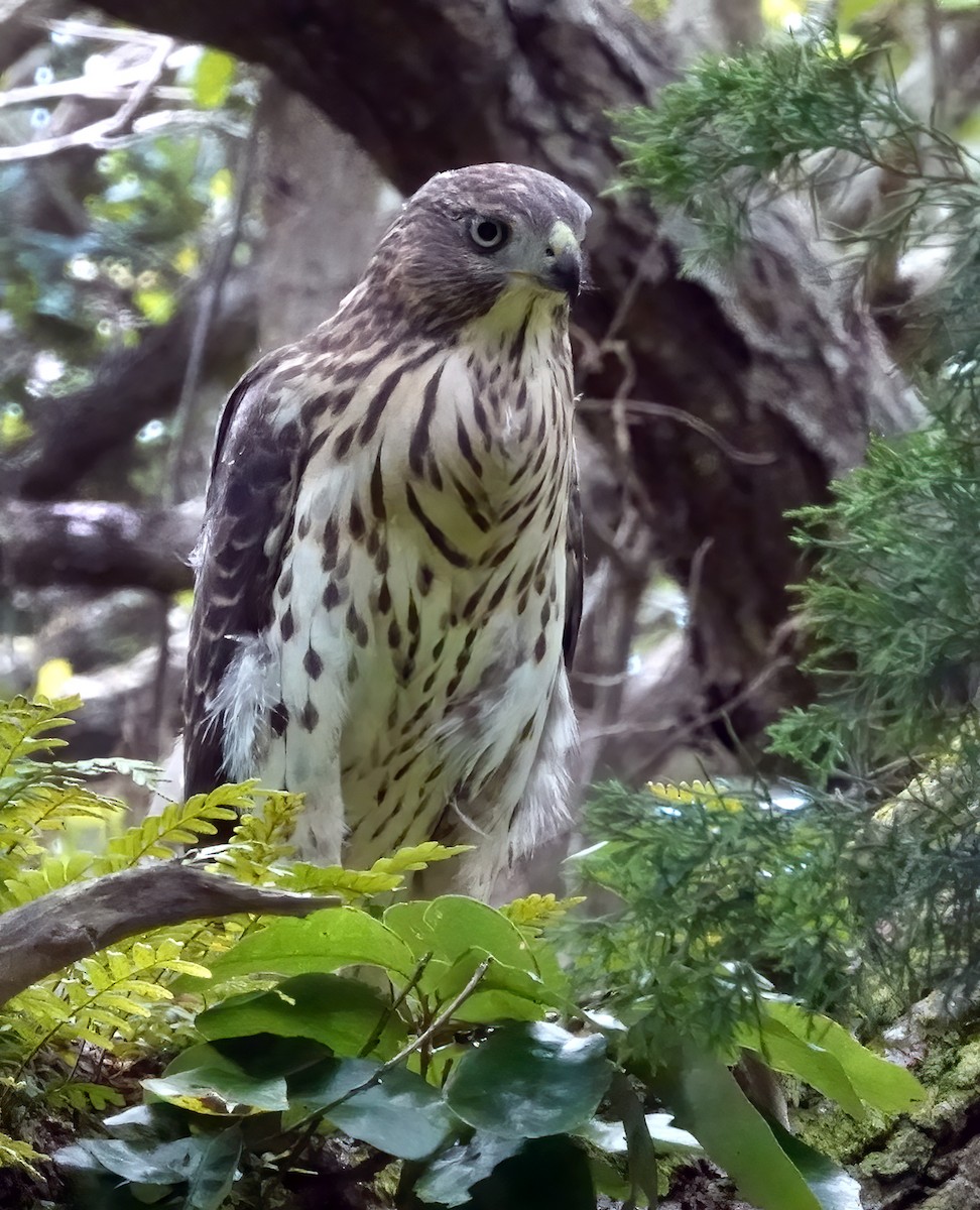 Cooper's Hawk - ML638757692