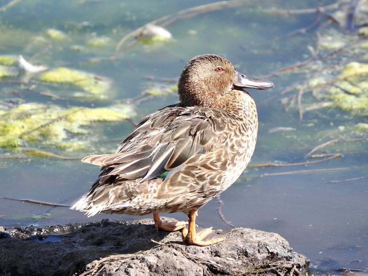 Cinnamon Teal - ML638757701