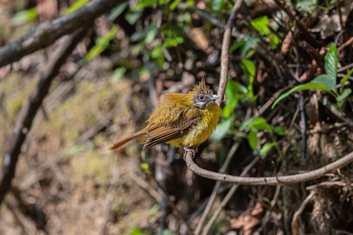 White-throated Bulbul - ML638757736