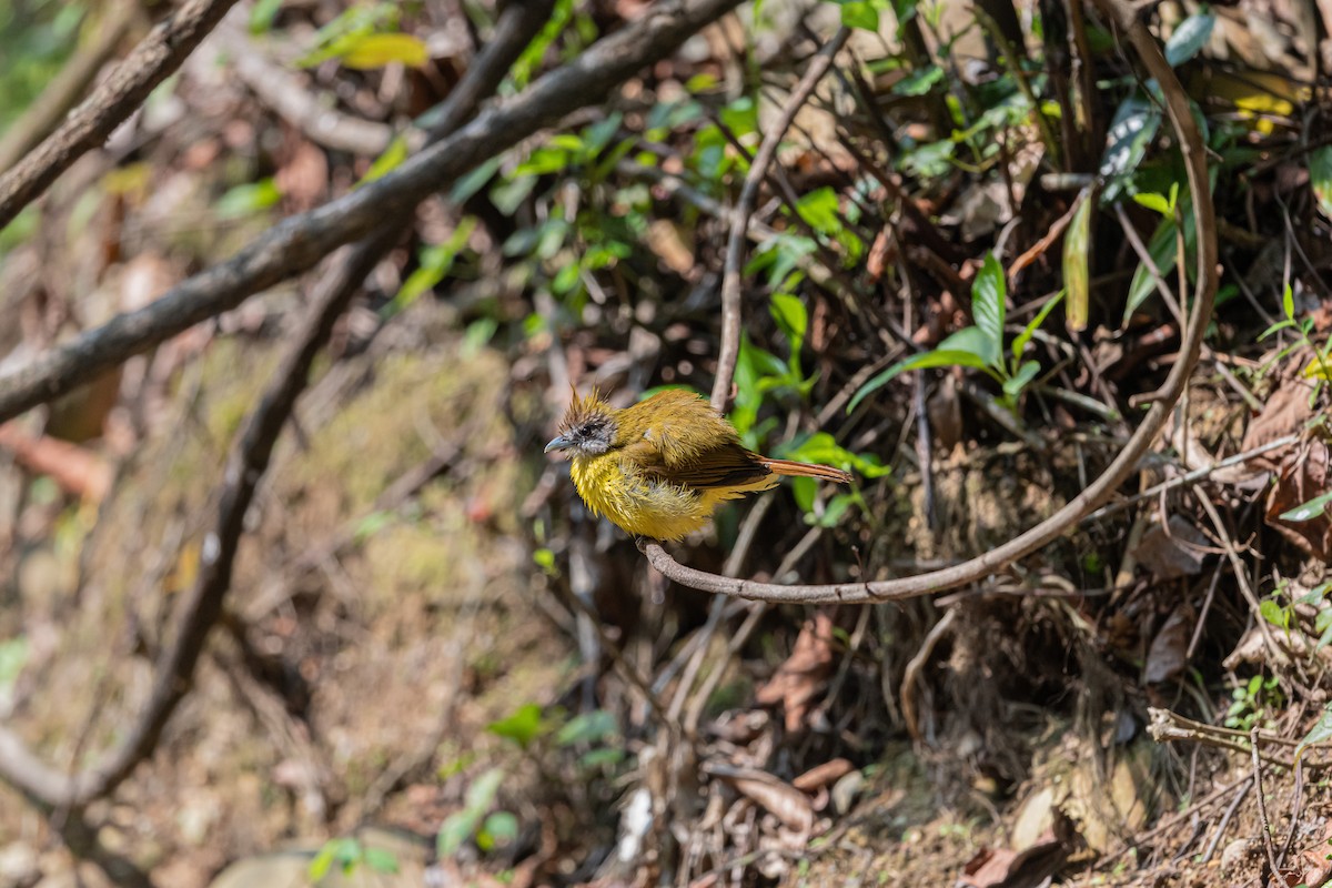 White-throated Bulbul - ML638757742