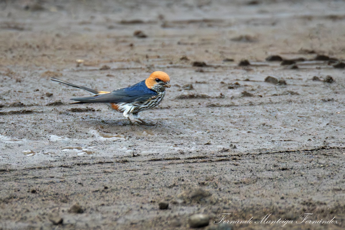 Lesser Striped Swallow - ML638757745