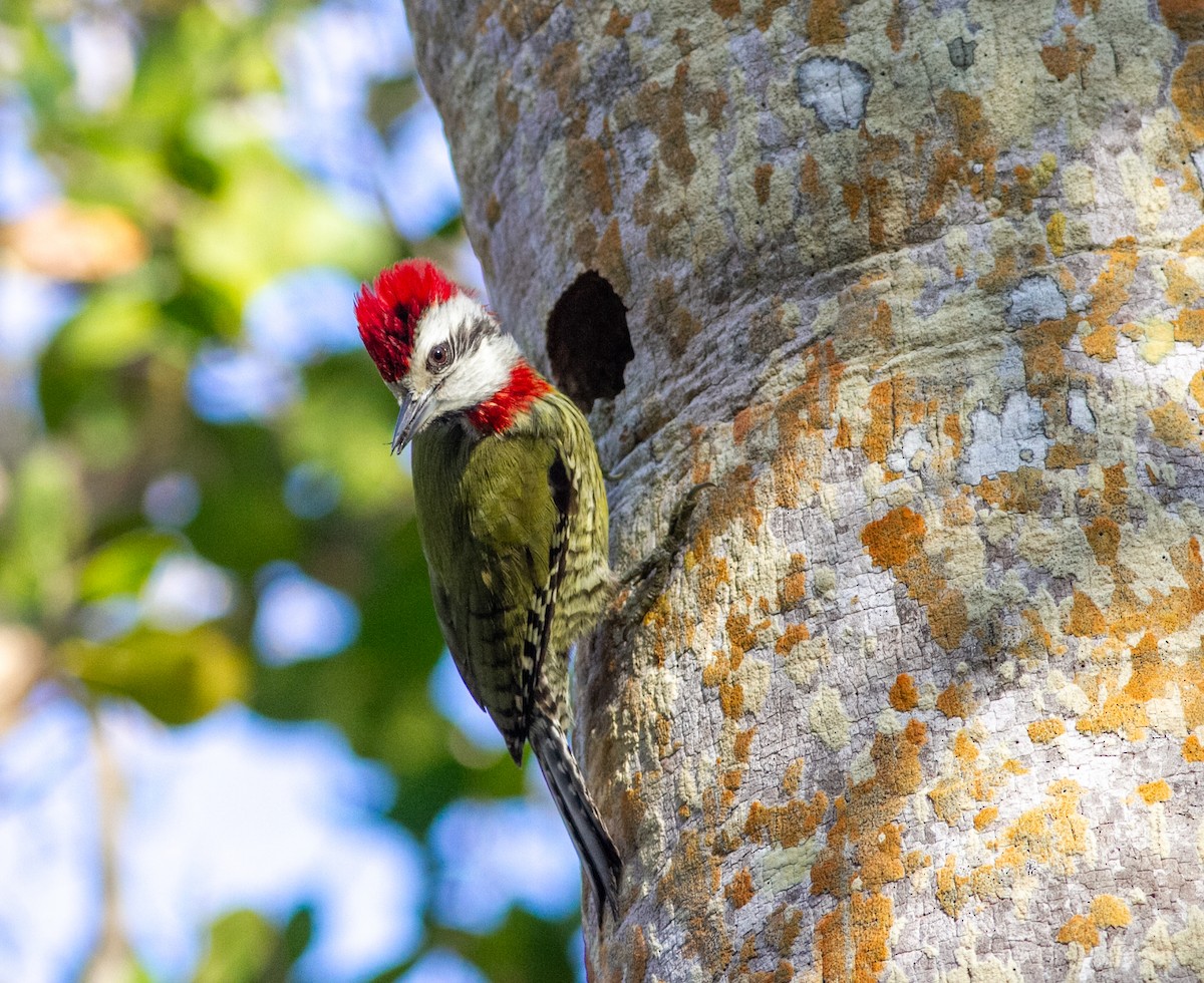 Cuban Green Woodpecker - ML638757786