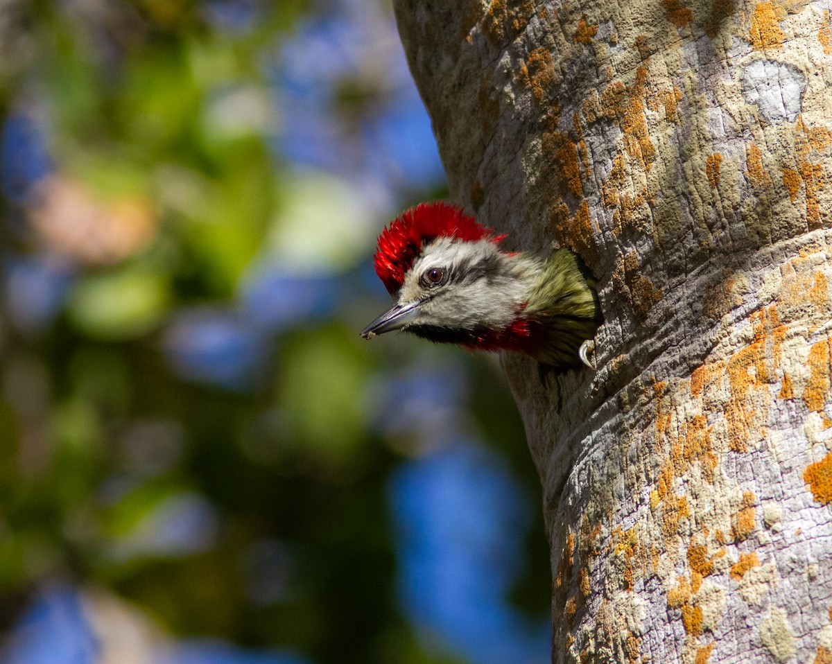 Cuban Green Woodpecker - ML638757798