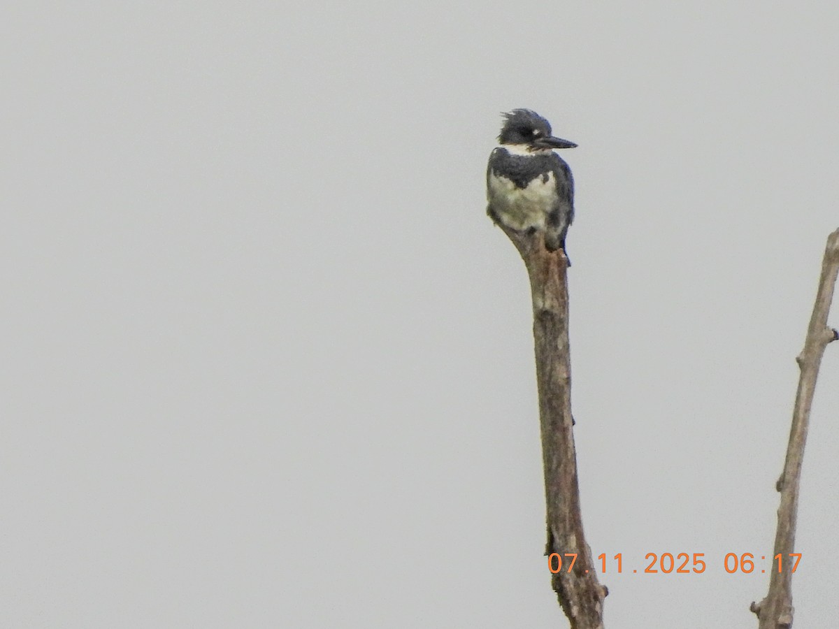 Belted Kingfisher - ML638757825