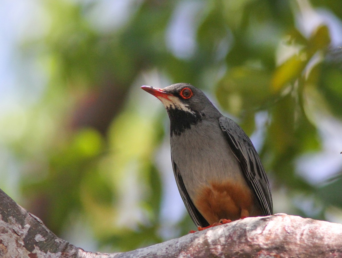 オジロツグミ（rubripes／coryi） - ML638757849