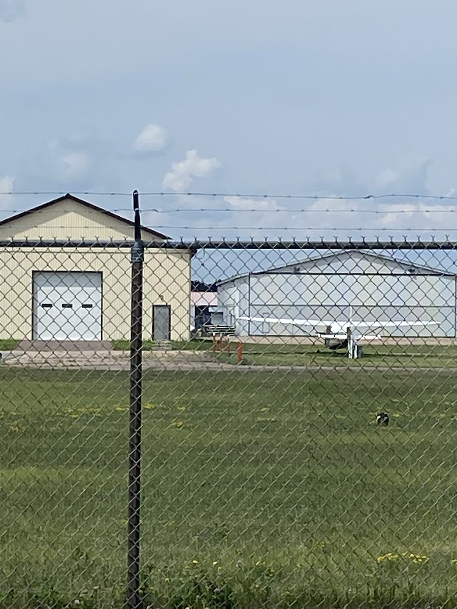 Northern Mockingbird - ML638757876