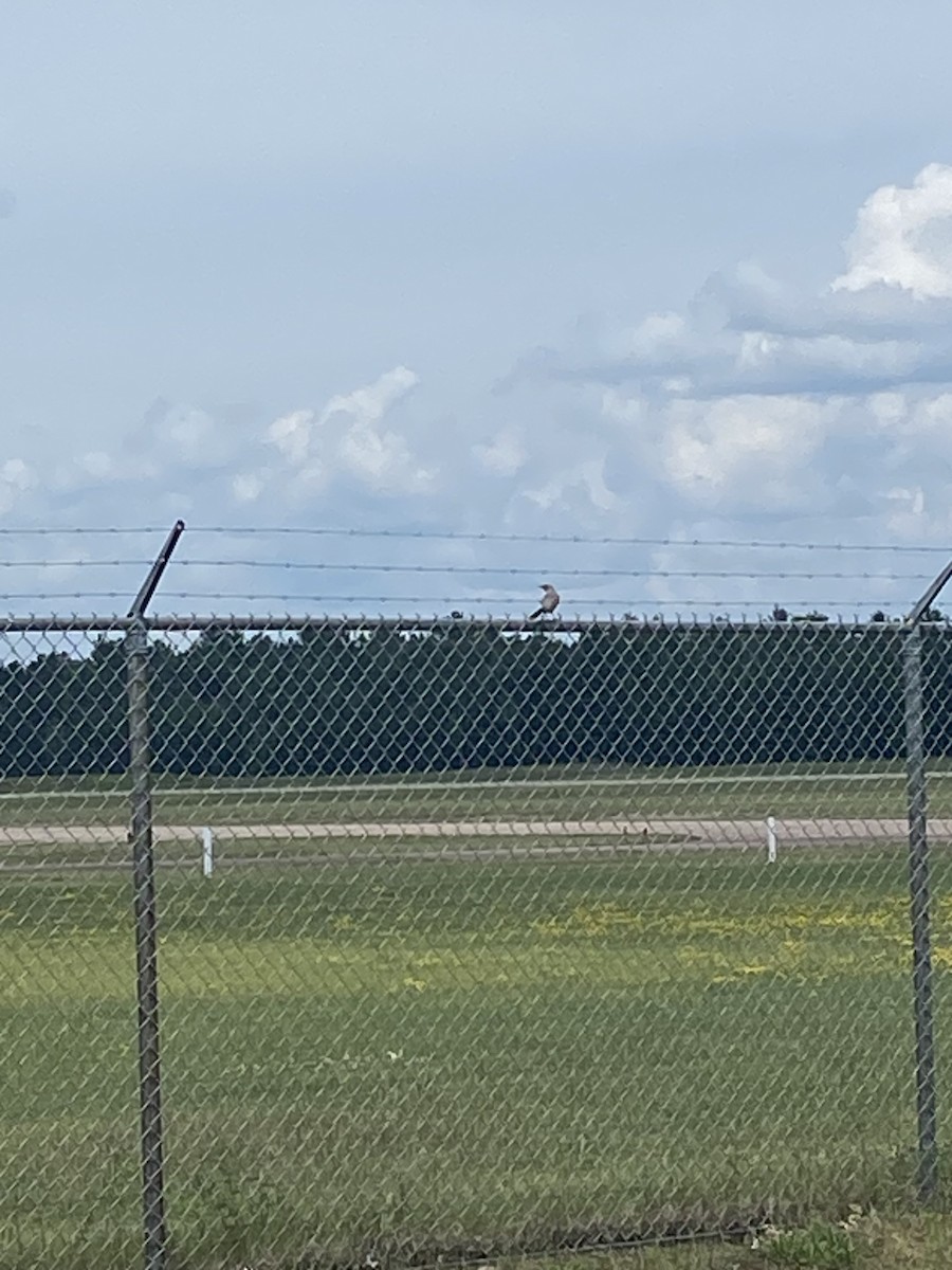 Northern Mockingbird - ML638757877