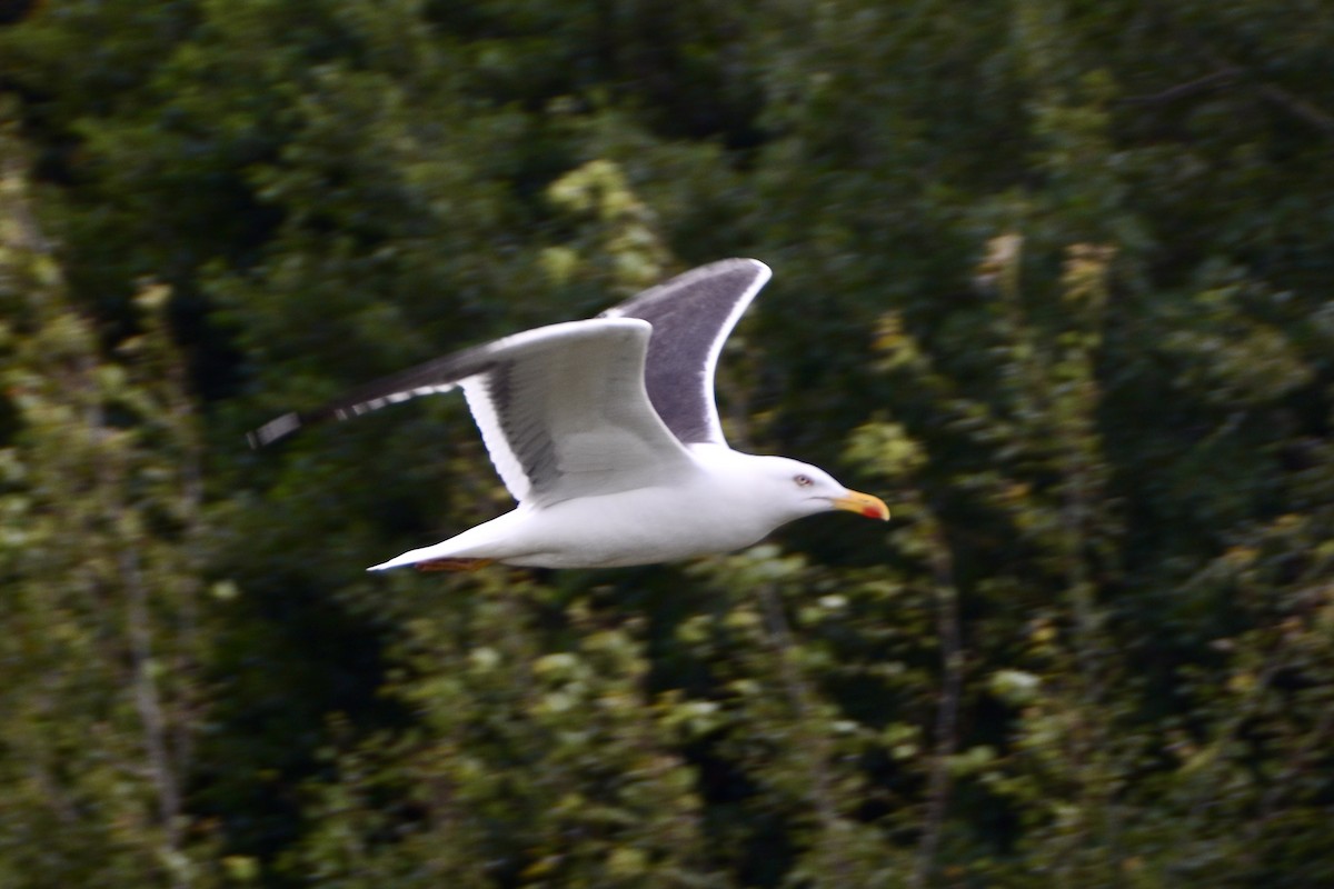 Lesser Black-backed Gull - ML638757902