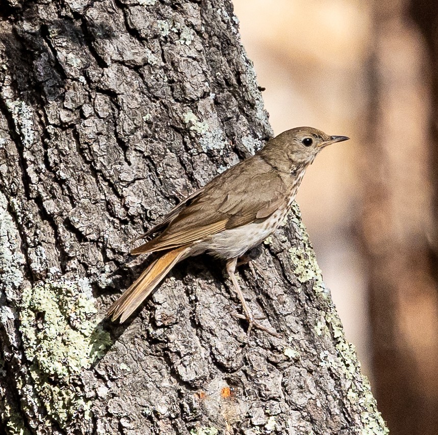 Hermit Thrush - ML638757909