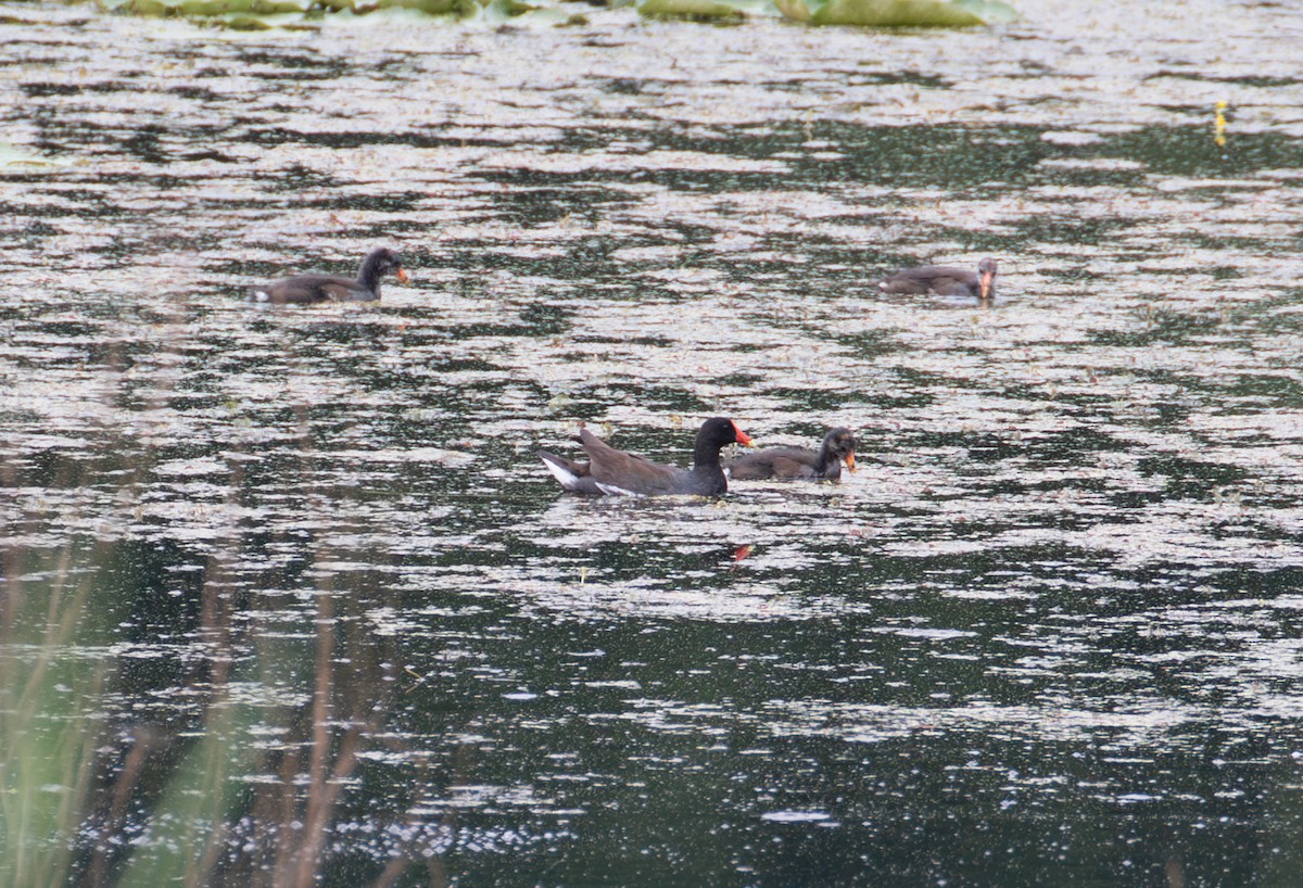 Common Gallinule - ML638757929
