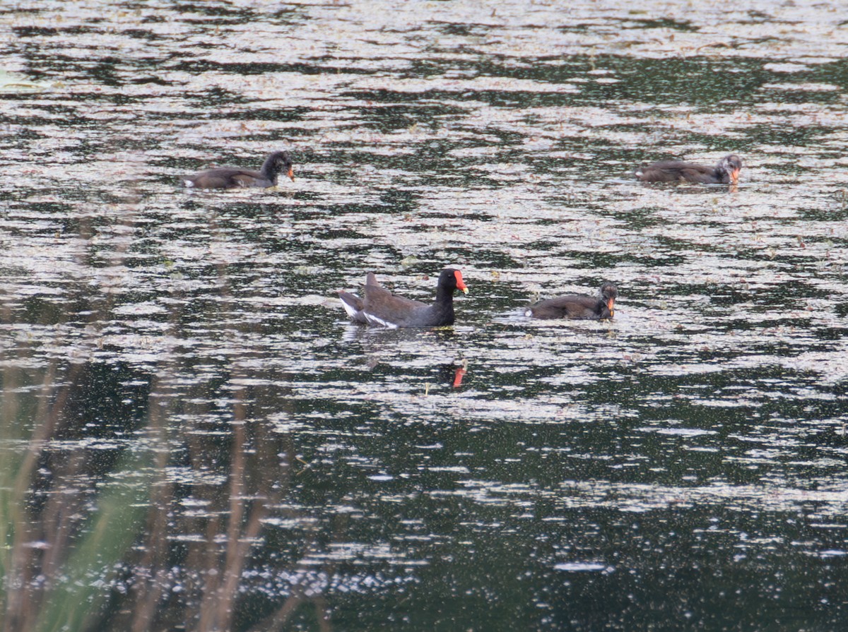 Common Gallinule - ML638757932