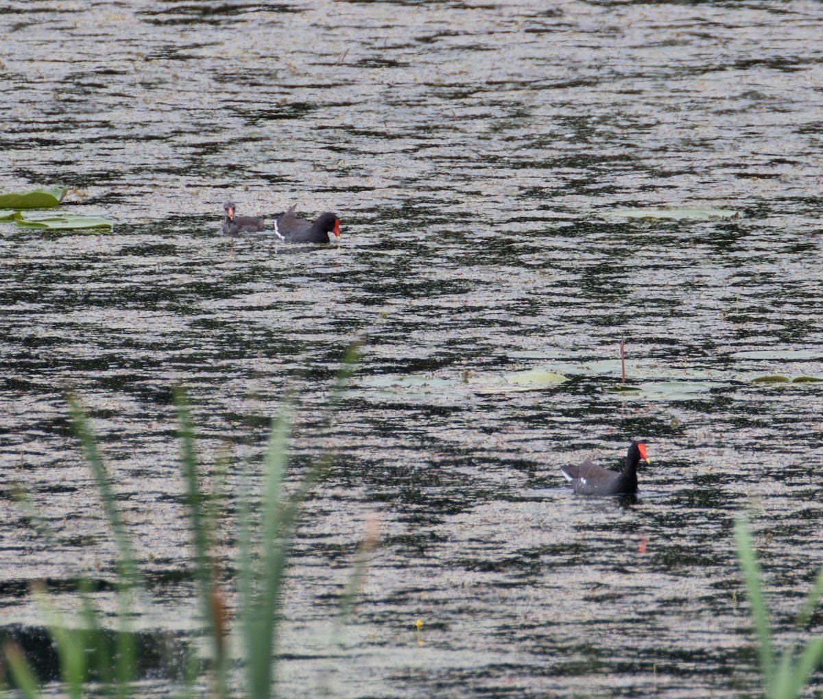 Common Gallinule - ML638757933