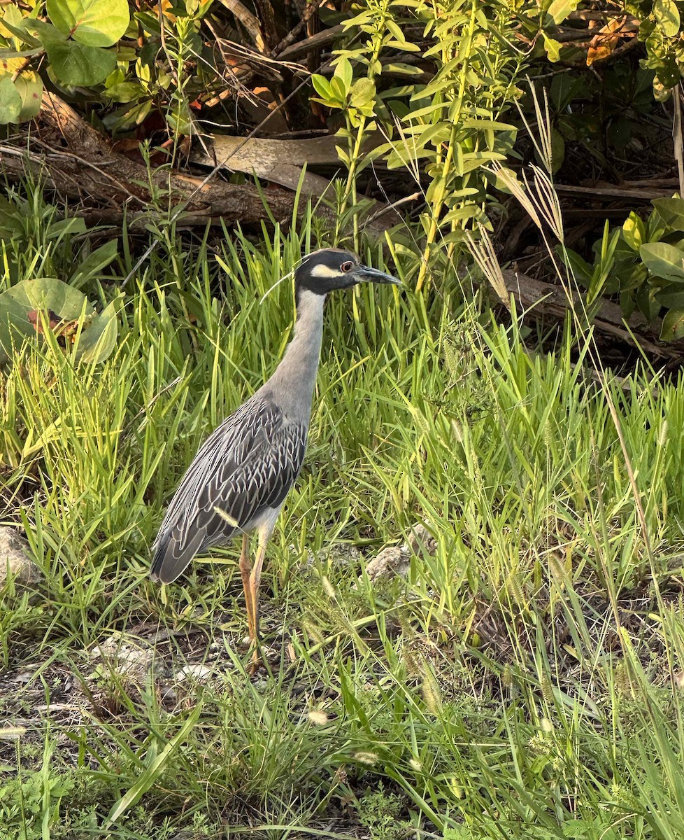 Yellow-crowned Night Heron - ML638757935