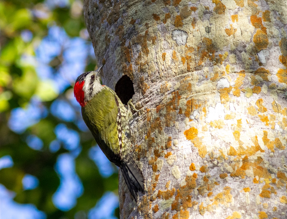 Cuban Green Woodpecker - ML638757971