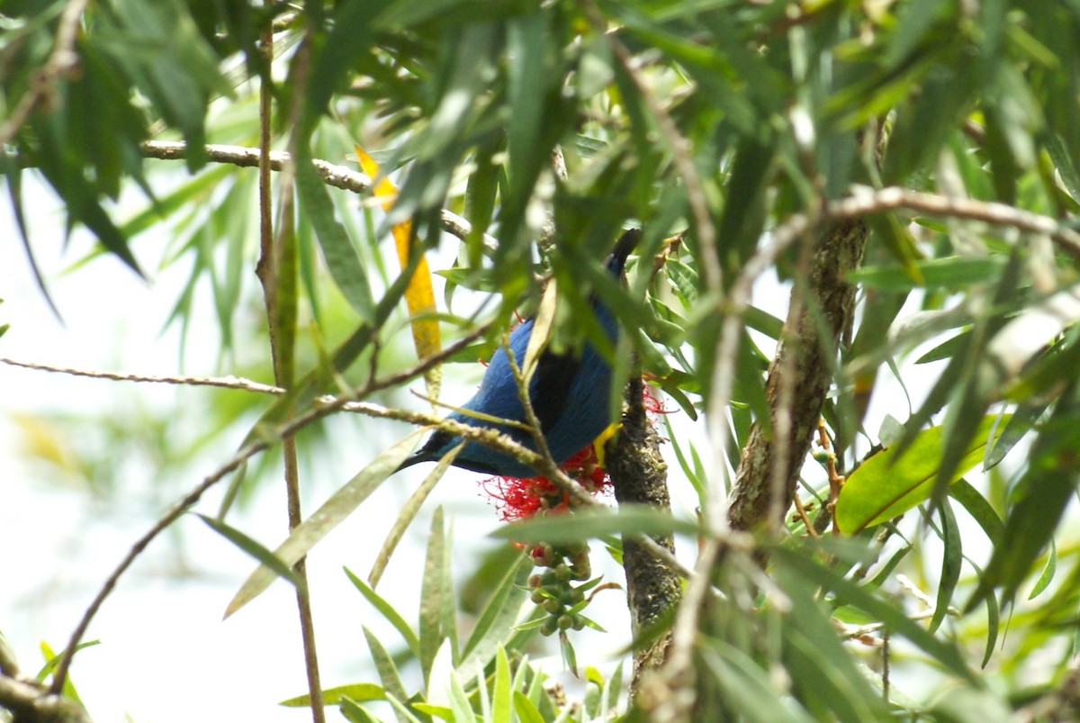 Shining Honeycreeper - ML638757998