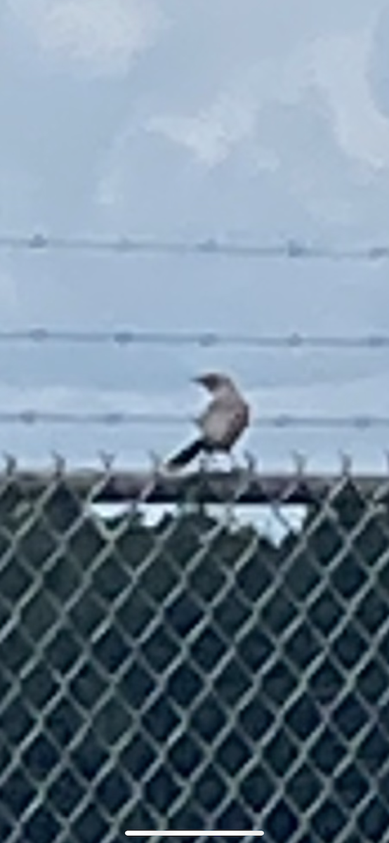 Northern Mockingbird - ML638758001