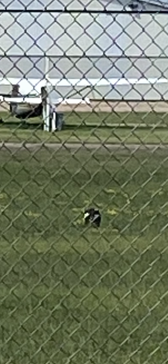 Northern Mockingbird - ML638758002