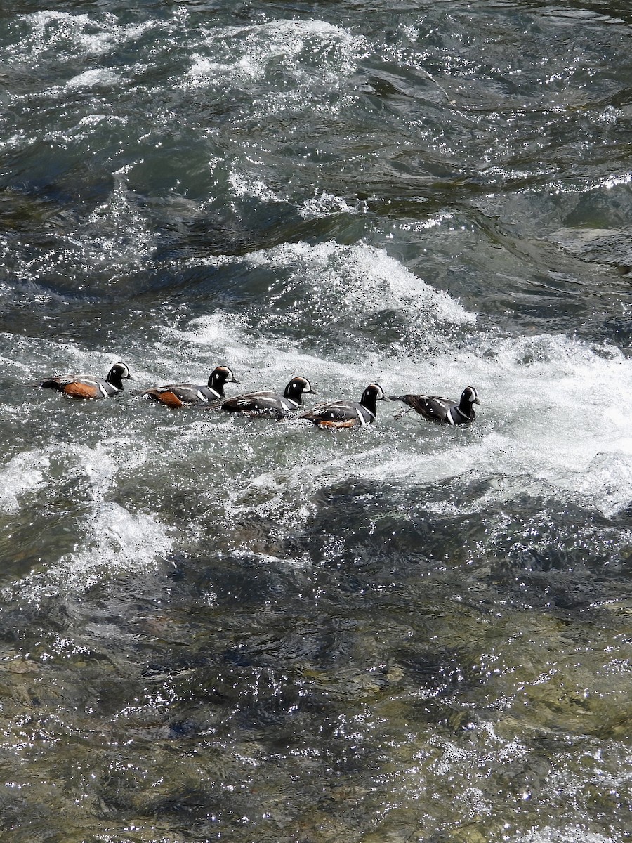 Harlequin Duck - ML638758019