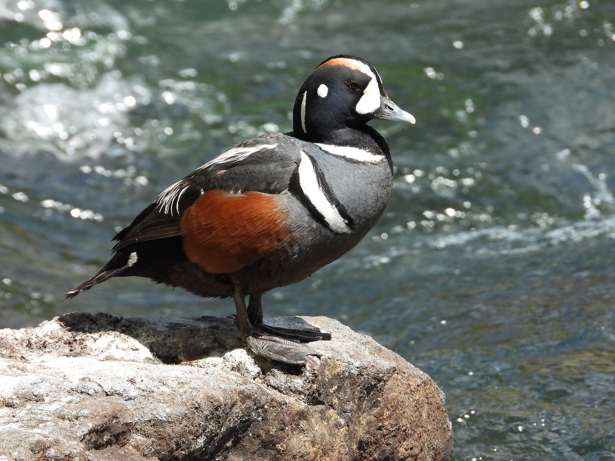 Harlequin Duck - ML638758020