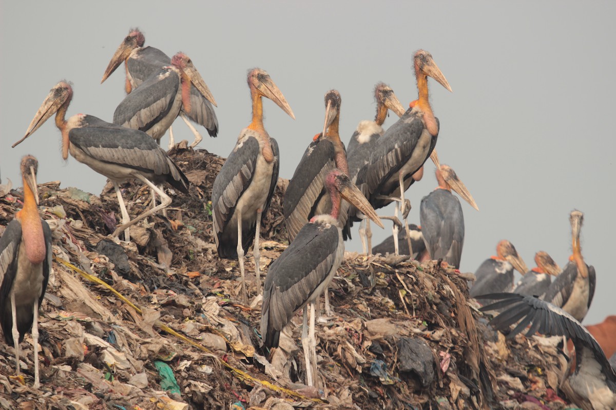 Greater Adjutant - ML638758034
